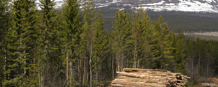 Fjällnära skog. Foto: Bo Persson