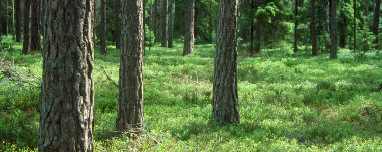 Tallskog. Foto: Michael Ekstrand
