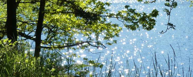 Glittrande insjö med lövträd i strandkanten. Foto: Mostphotos