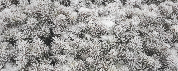 Frostiga plantor . Foto: Claes Uggla