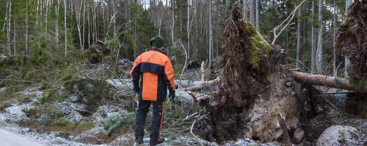 Skogsägare ser ut över stormfällda träd. Foto: Mostphotos