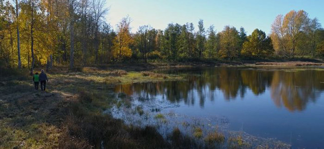 Våtmark med mycket vatten. Träden i kanten av dammen har höstfärger. Foto: AHA Produktion
