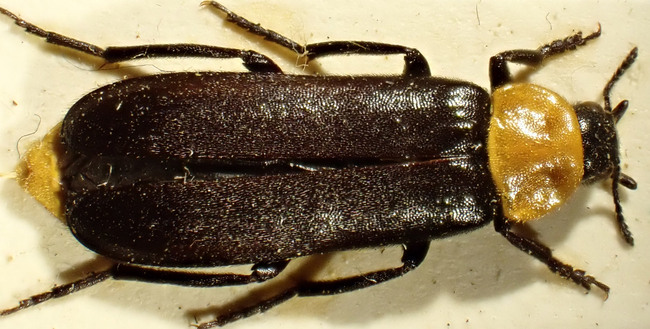 Rödhalsad brunbagge