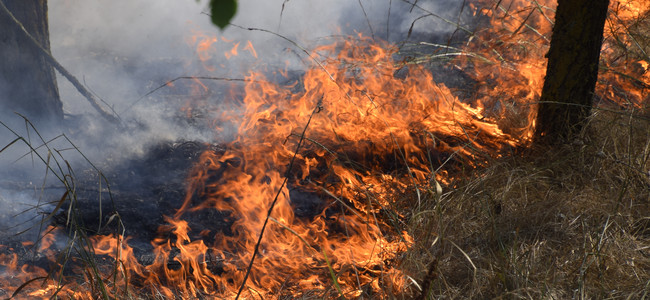 Skogsbrand. Torrt gräs som brinner. Foto: MostPhotos