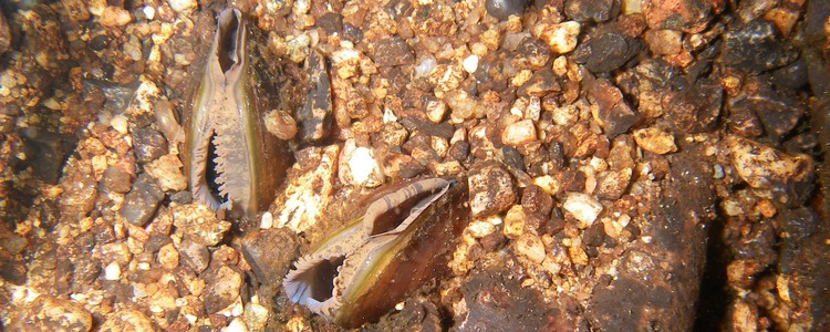 Små musslor på botten av ett vattendrag. Foto: Håkan Söderberg, Länsstyrelsens i Västernorrlands län