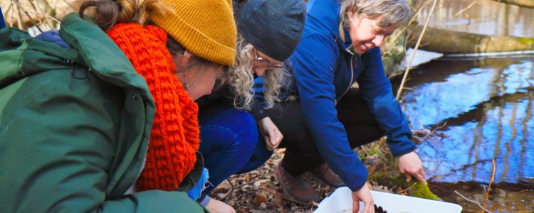 Tre kvinnor i höstkläder sitter på huk vid en bäck med hinkar med småkryp som håvats upp.
