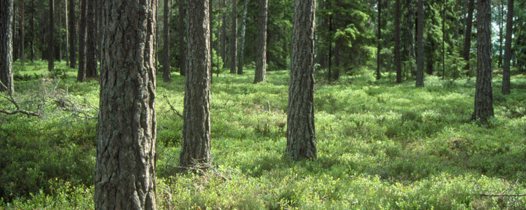 Tallskog. Foto: Michael Ekstrand