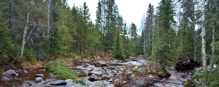 Karlsbäcken i Lögdeälven, Västerbotten, efter restaurering. Foto: Tobias Eriksson