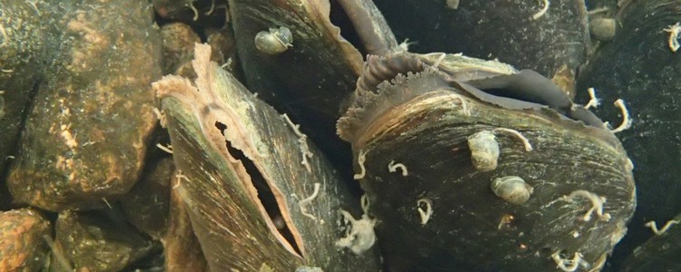 Närbild på musslor på botten av ett vattendrag. Det sitter snäckor på musslorna. Foto: Håkan Söderberg, Länsstyrelsens i Västernorrlands län