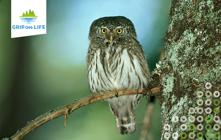 En uggla sitter på en trädgren och tittar rakt in i kameran. I bildens övre vänstra hörn ligger Grip on Lifes logotyp. Foto: Kenneth Johansson