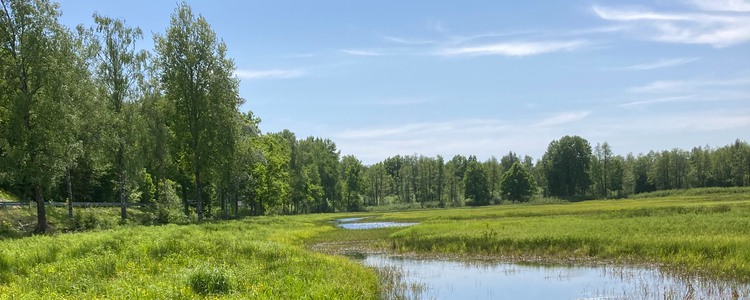 Vy över en våtmark, skog i bakgrunden. Foto: Maria Larsson