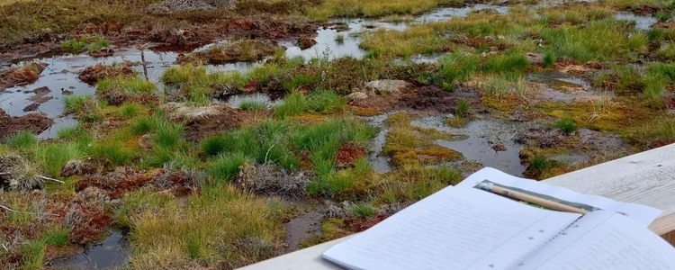 Vy över en våtmark. I förgrunden syns ett anteckningblock och en penna. Foto: Karin Malm
