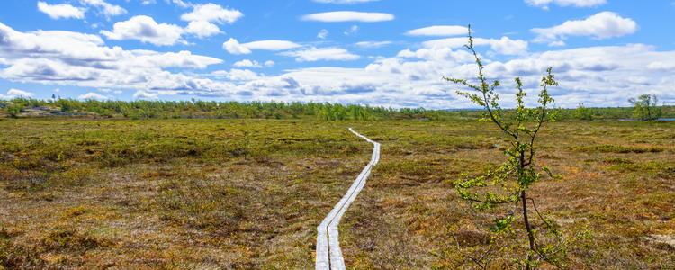 Spångad vandringsled på en fjällhed. Foto: MostPhotos