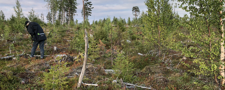 Multiskadad skog. Foto: Erik Normark
