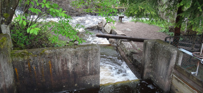 En damm i ett vattendrag omgivet av skog. Foto: Louise Elm