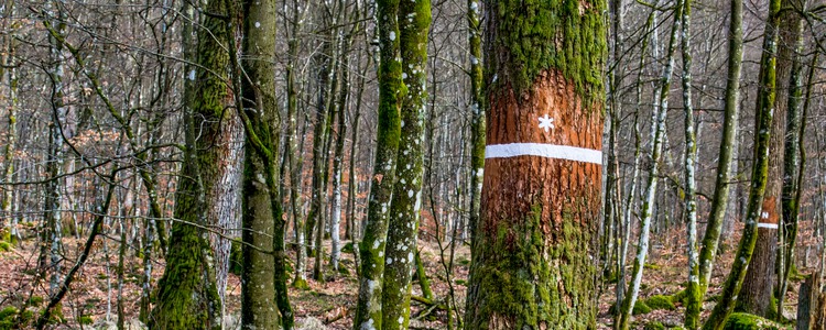 Gränsmarkering målad på träd, naturreservat i Skåne. Foto: Yaman Albolbol