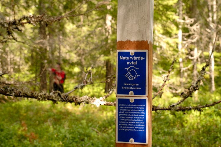 Sommarjobbare märker upp gränserna för skog som har ett formellt skydd sommaren 2025.  Foto: Anton Kristiansson, sommarjobbare