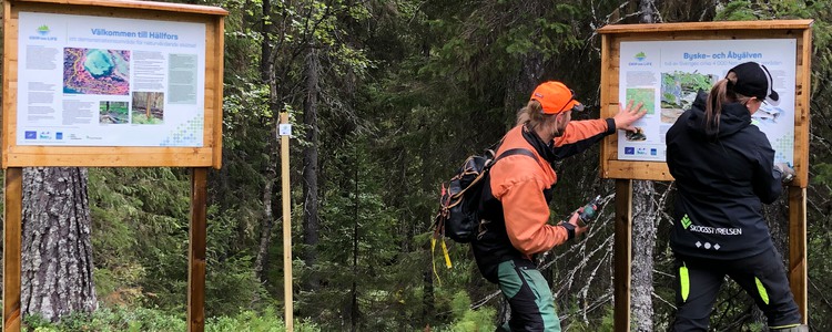 Två personer hjälps åt att montera skyltar på demonstrationsområdet om naturvårdande skötsel vid Hällfors, Byske. Foto: Göran Andersson