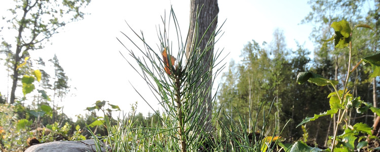 Tallplanta. Foto: Jan Torstensson