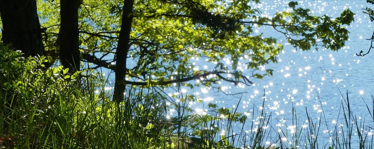 Glittrande insjö med lövträd i strandkanten. Foto: Mostphotos