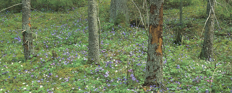 Kalkbarrskog.  Foto: Johan Nitare