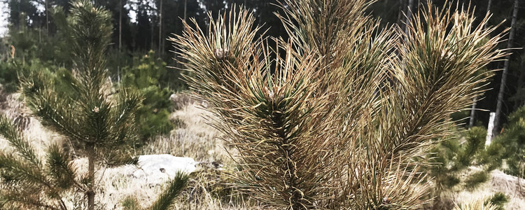 Tallplanta angripen av tallskytte. Fotograferat i Sjöatorp, Alvesta, våren 2021.