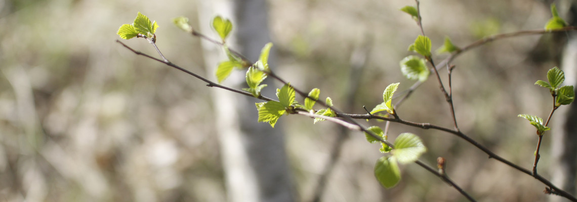 Lövsprickning. Foto: Josefina Sköld