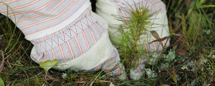 Närbild på händer som planterar en granplanta.  Foto: Barbro Wickström