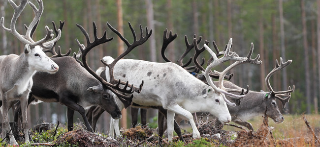 Lyssnande renar på ett markberett hygge.  Foto: Åke Sjöström