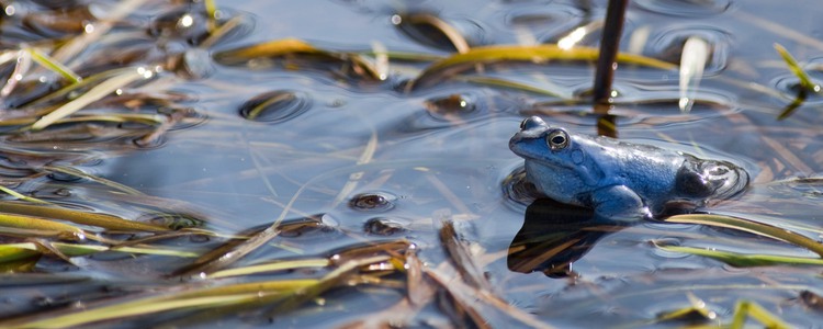 En blåaktig åkergroda i lekdräkt syns vid vattenytan, under vattenytan syns snårigt sjögräs