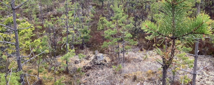 Älgbetad tallungskog vid Mörttjärnarna, Långå, Härjedalen. Foto: Maria Syrjälä