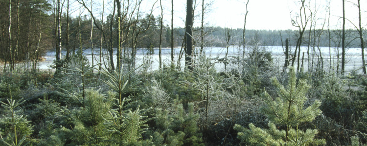 Självföryngring vid sjö. Foto: Michael Ekstrand