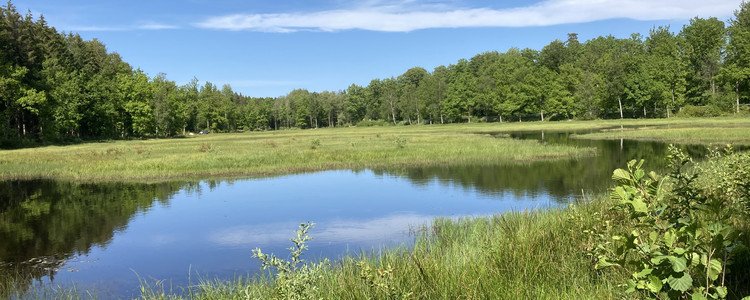 Strågeryds våtmark, Blekinge, maj 2023. Foto: Maria Larsson