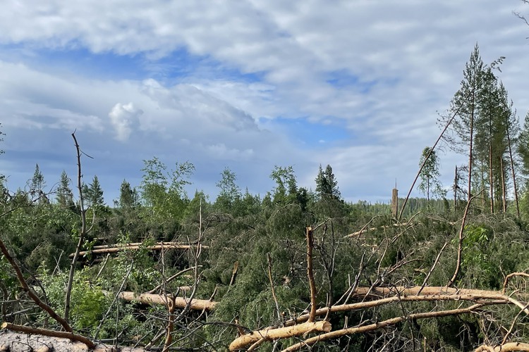 Nedblåsta träd i området runt Råstrand, Sorsele kommun i Västerbottens län. Trombliknande vindar drog fram i slutet av juni 2026.  Foto: Jonas Barthel
