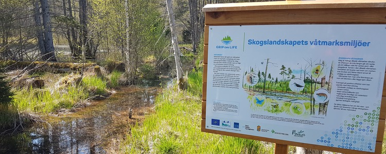 En informationsskylt om skogslandskapets våtmarker på demoslingan Sandvadsbäcken-Emån utanför Kalmar. Foto: Martin Hederskog