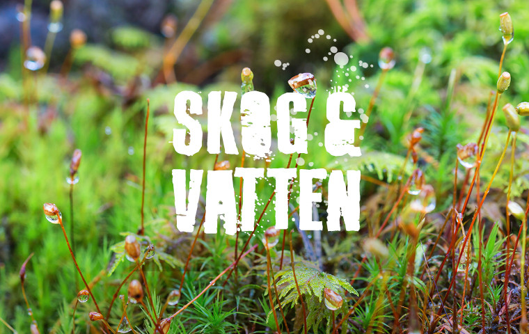 Välkommen till veckan om skog och vatten