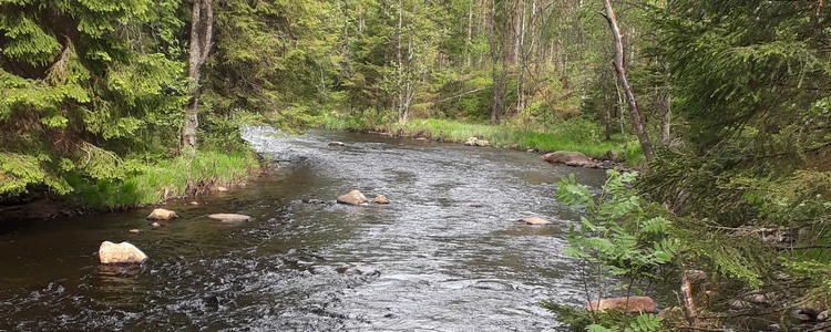 Ett vattendrag i skogen. Foto: Karin Malm