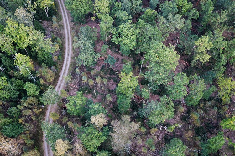 Drönarbild över halländsk skog sommartid. Foto: Jessica (Bengtsson) Johansson