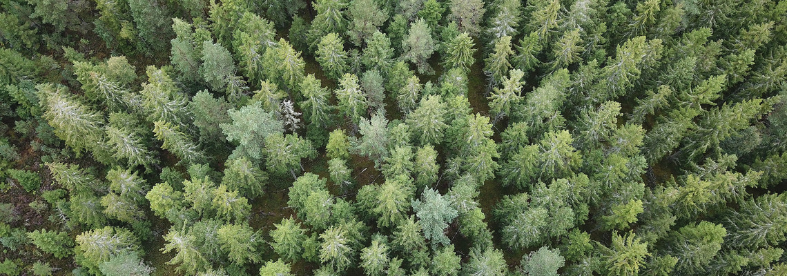 Skog. Bild tagen med drönare.
