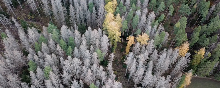 Skog där många granar dödats av granbarkborre. Foto: Mikael Johansson 