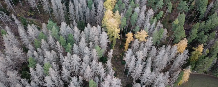 Skog där många granar dödats av granbarkborre. Foto: Mikael Johansson 
