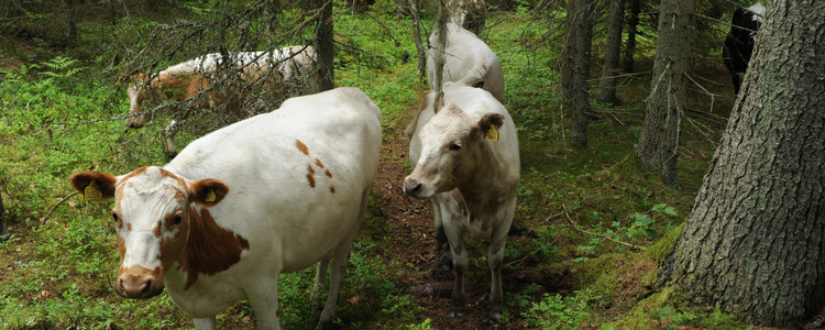 Kor på skogsbete. Foto: Johan Nitare