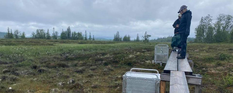 Mätning av växthusgasflöden på Ånnsjöns myr i Jämtland. Foto: Elin Götzmann. Foto: Elin Götzmann