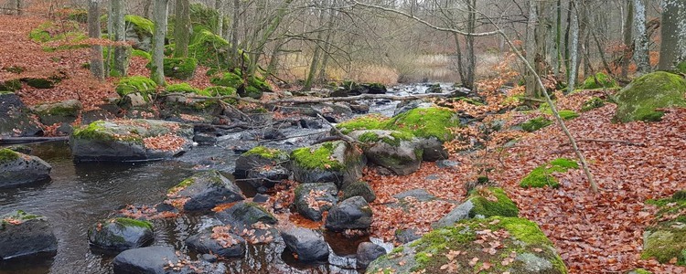En sträcka av Mieån i Blekinge som inventerades i samband med att Grip on Life tog fram ett hydromorfologiskt åtgärdsprogram för ån. Foto: Johan Andersson