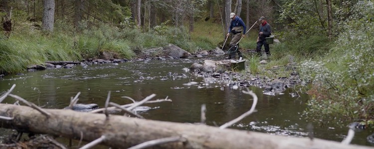 Död ved, här i form av grenar och i förgrunden en större trädstam, ligger i ett grunt vattendrag. I bakgrunden går två män med fiskeredskap. Foto: Produktionsbolaget Daniel Film