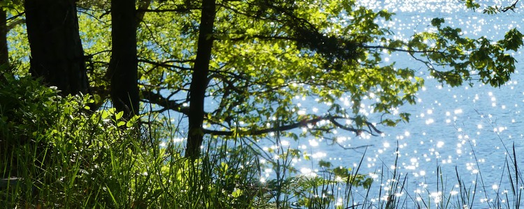 Glittrande insjö med lövträd i strandkanten. Foto: Mostphotos