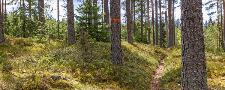 Stig i solig tallskog. Foto: Lars Johansson, MostPhotos