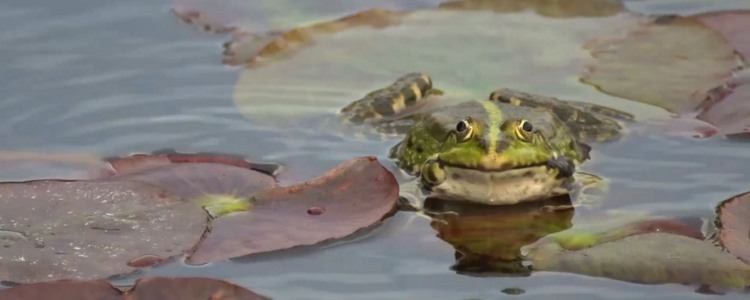 A frog rests on a few water lily leaves in the water, which ripple gently. Foto: Bitzer Productions AB