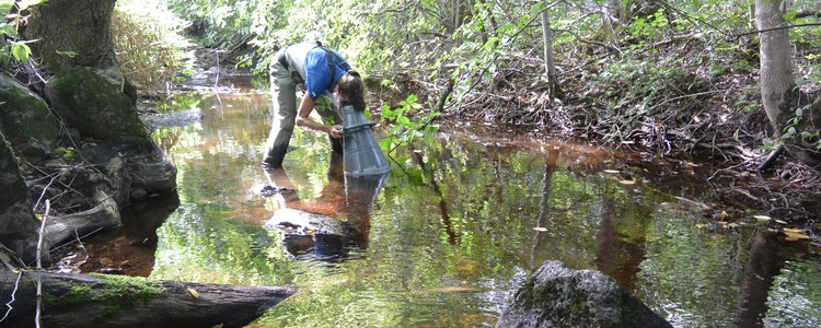 En person står i ett vattendrag i skogen, hen lutar sig framåt och tittar ner under vattenytan med hjälp av en vattenkikare. Foto: Carolina Lind