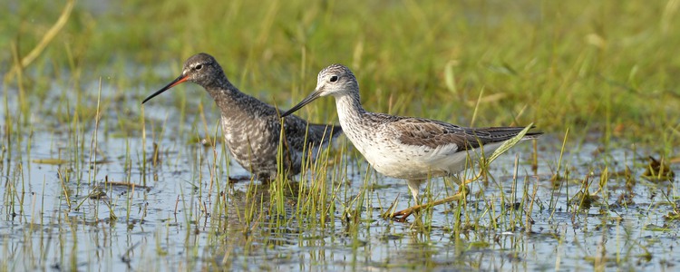 En gluttsnäppa och en svartsnäppa i en våtmark. Foto: Kenneth Johansson